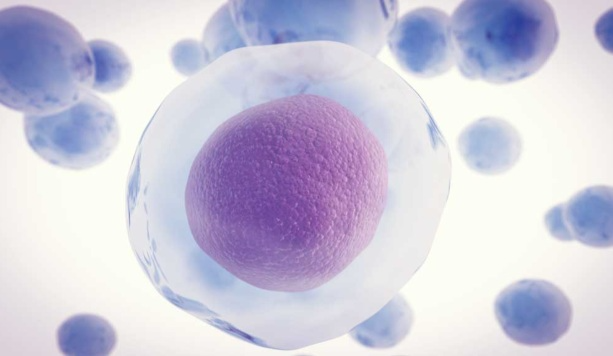 The Science Behind Nrf2