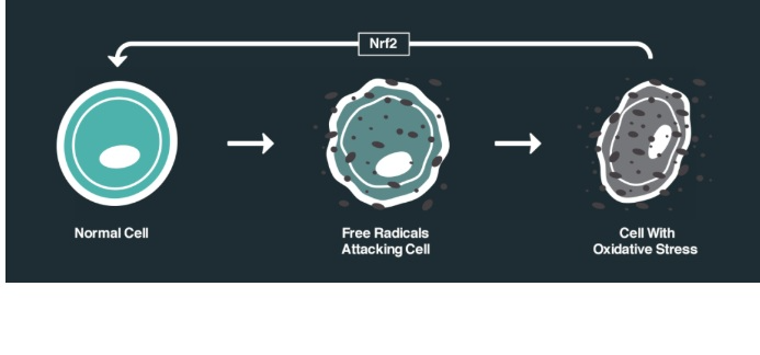Oxidative Stress