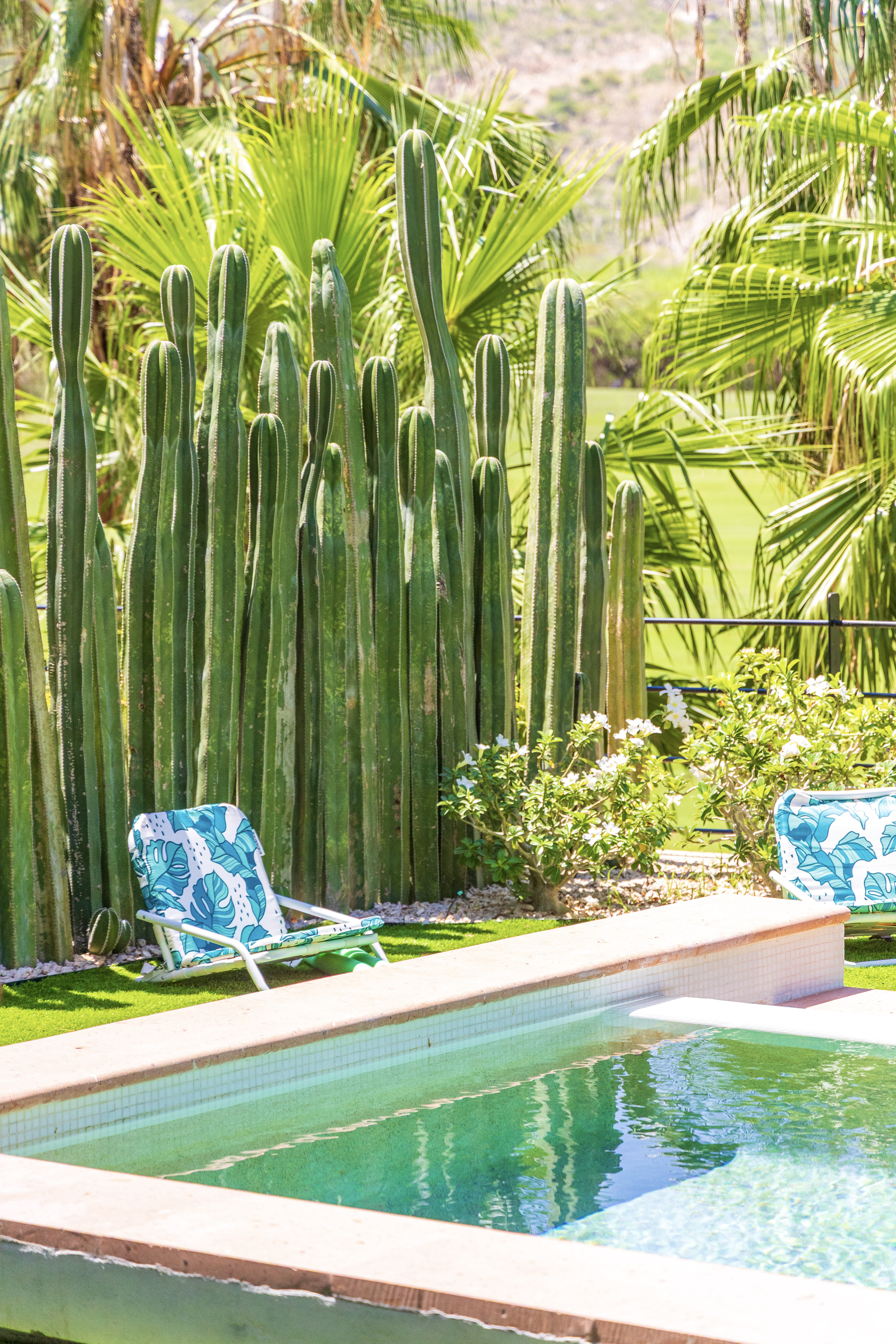 Poolside cactus garden at Cora Los Cabos