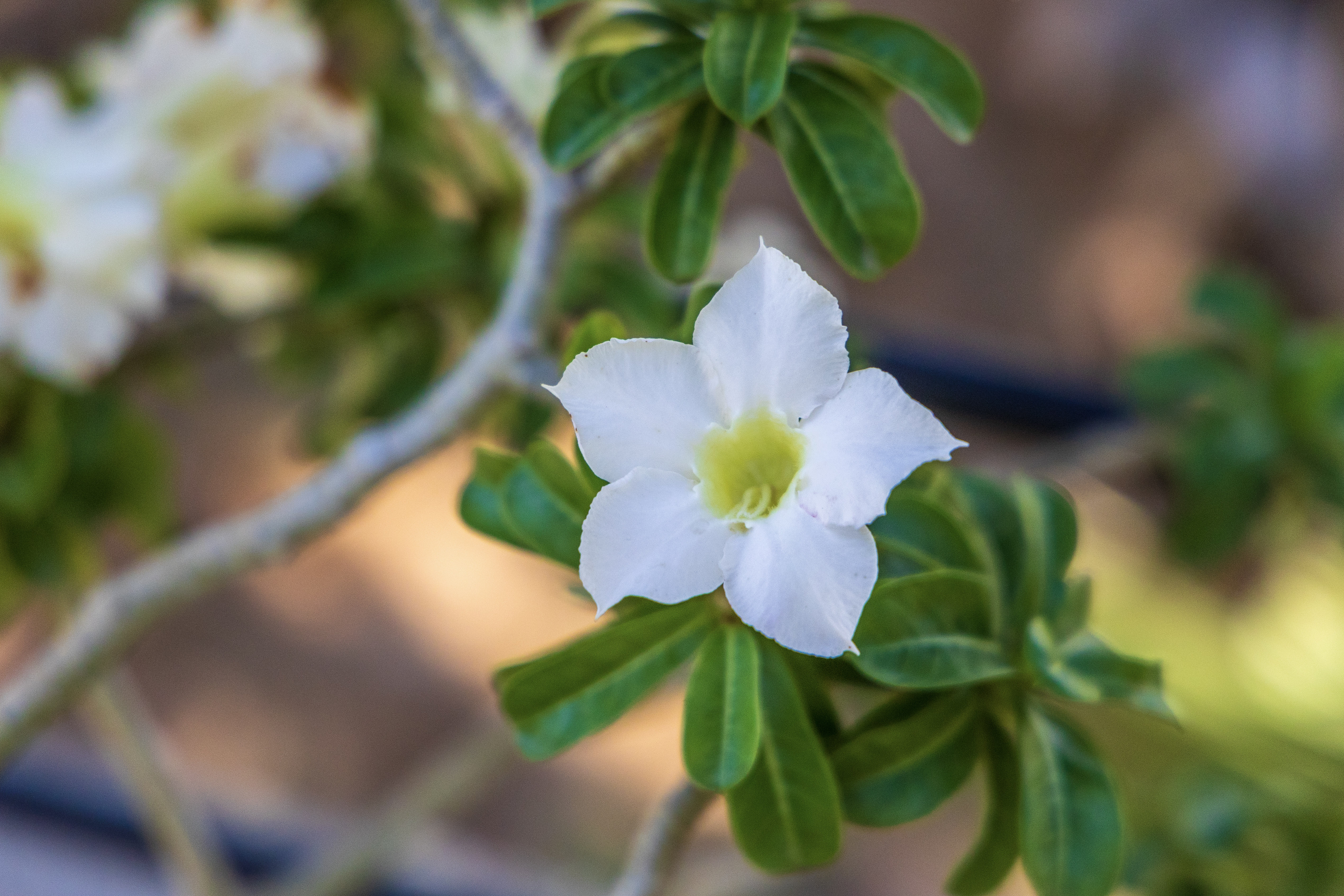 Garden flower