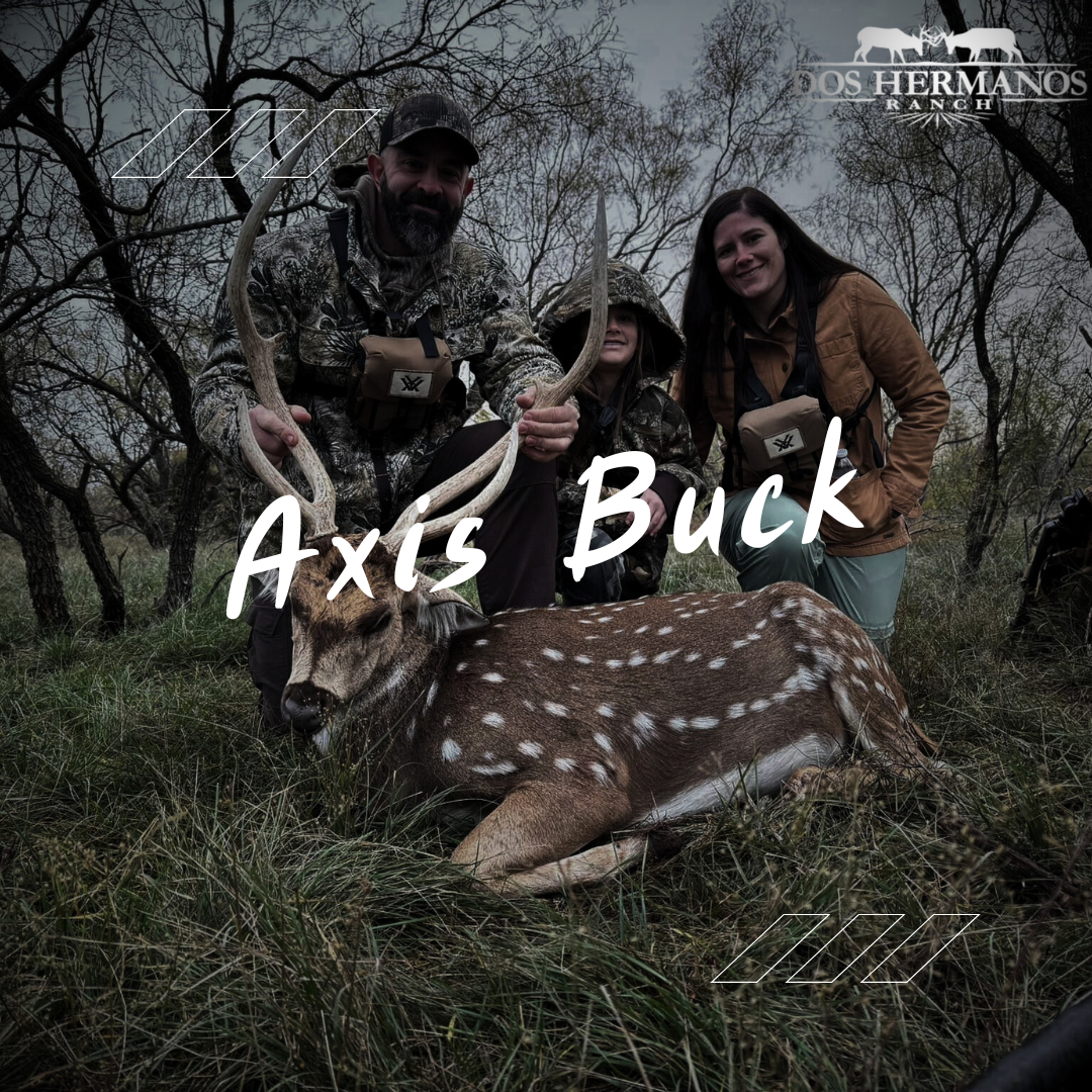 Axis Buck texas