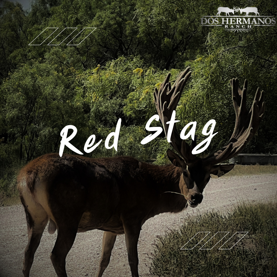 Texas Red Stag