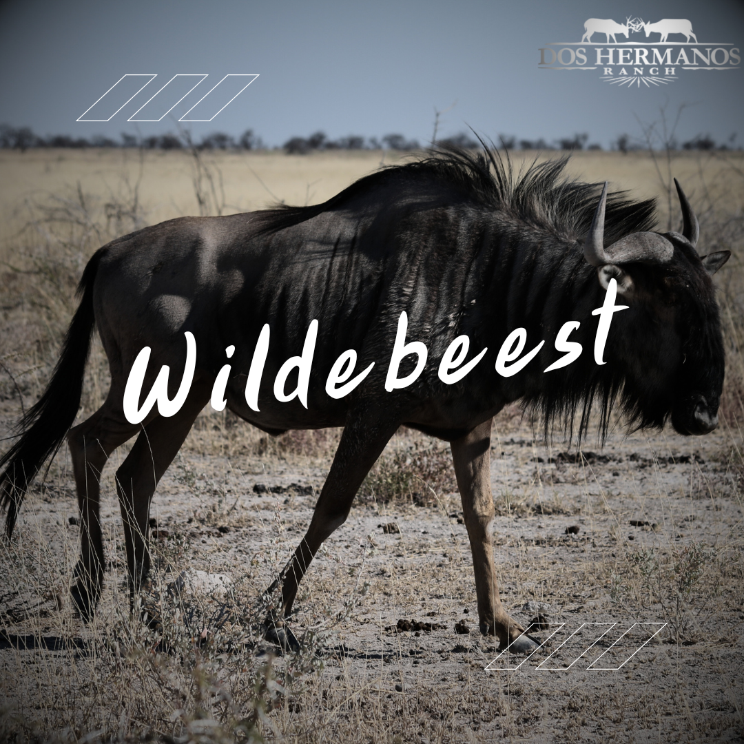 Texas Wildebeest