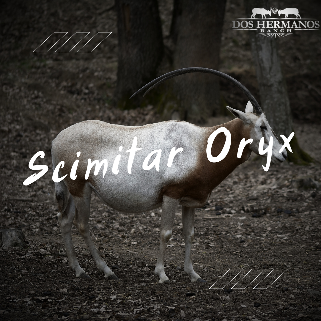Texas Scimitar oryx