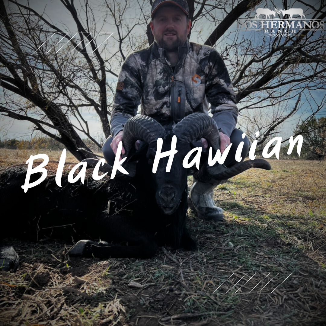 Texas Black Hawiian