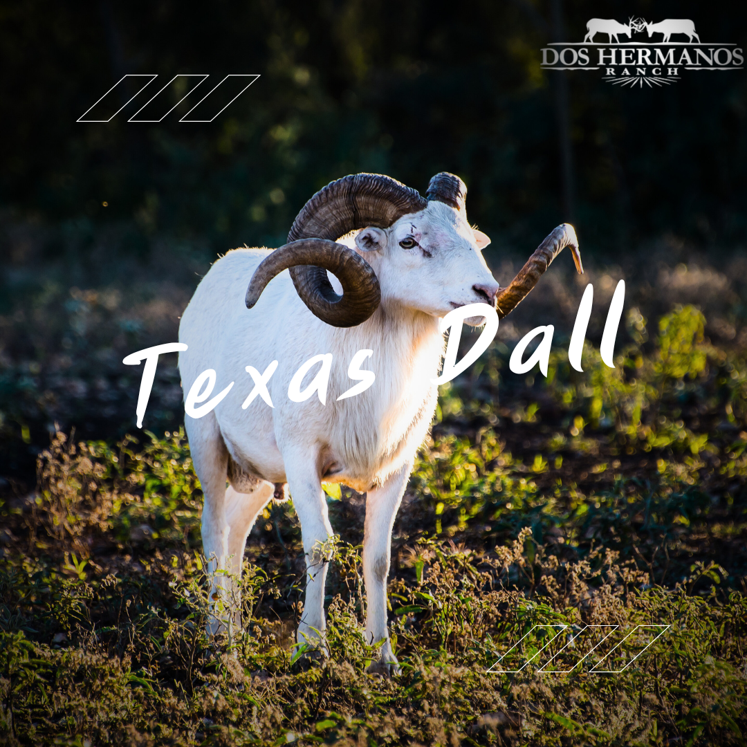 Texas Dall Ram