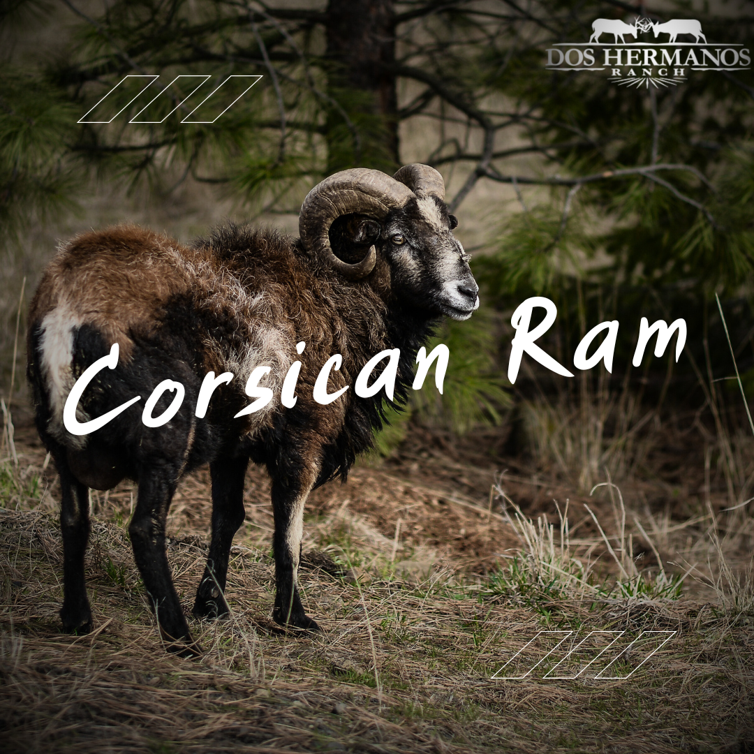 Texas Corsican Ram