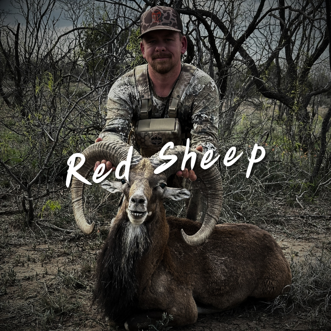 Texas Red Sheep