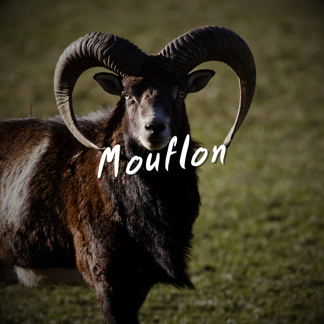 Texas Mouflon