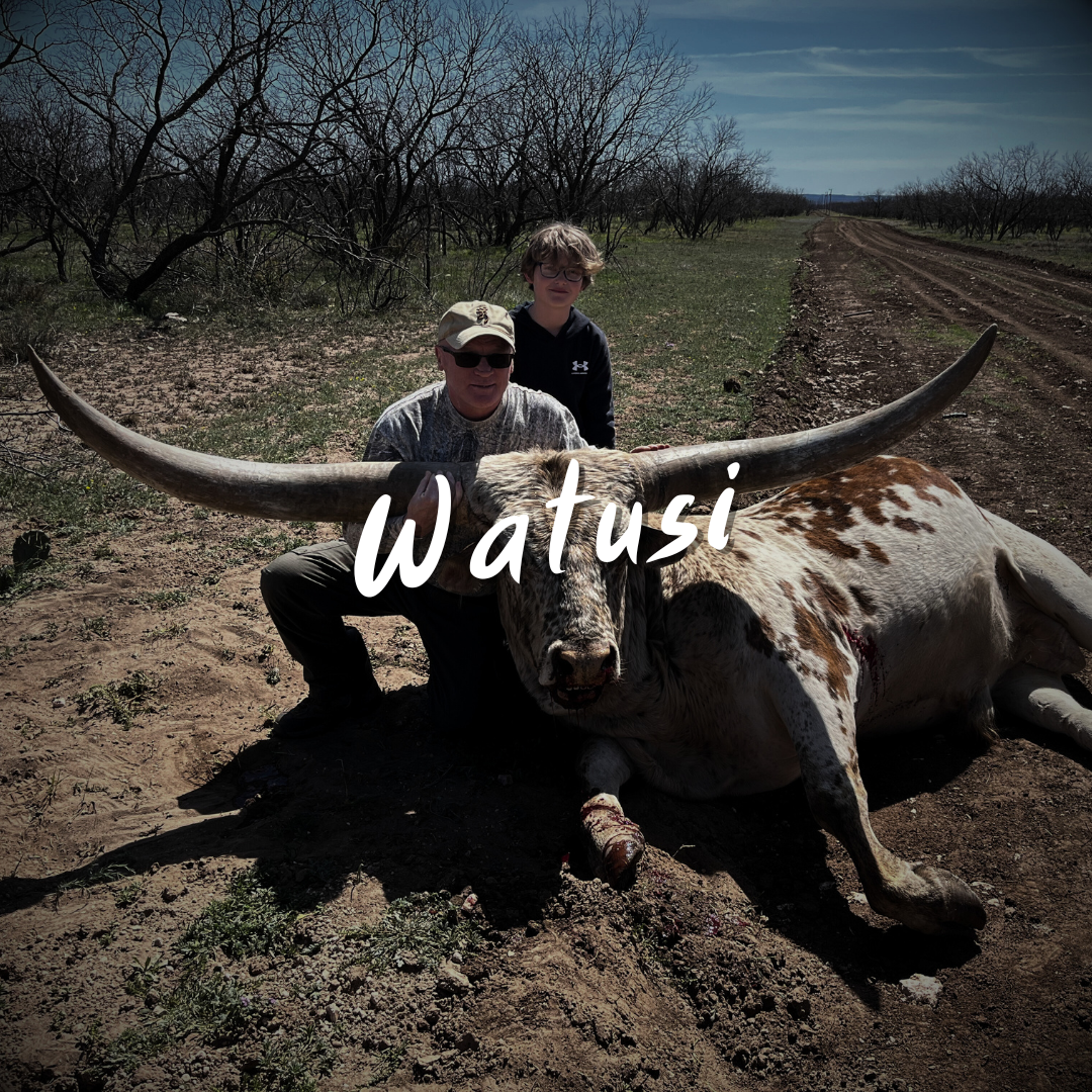 Texas Watusi