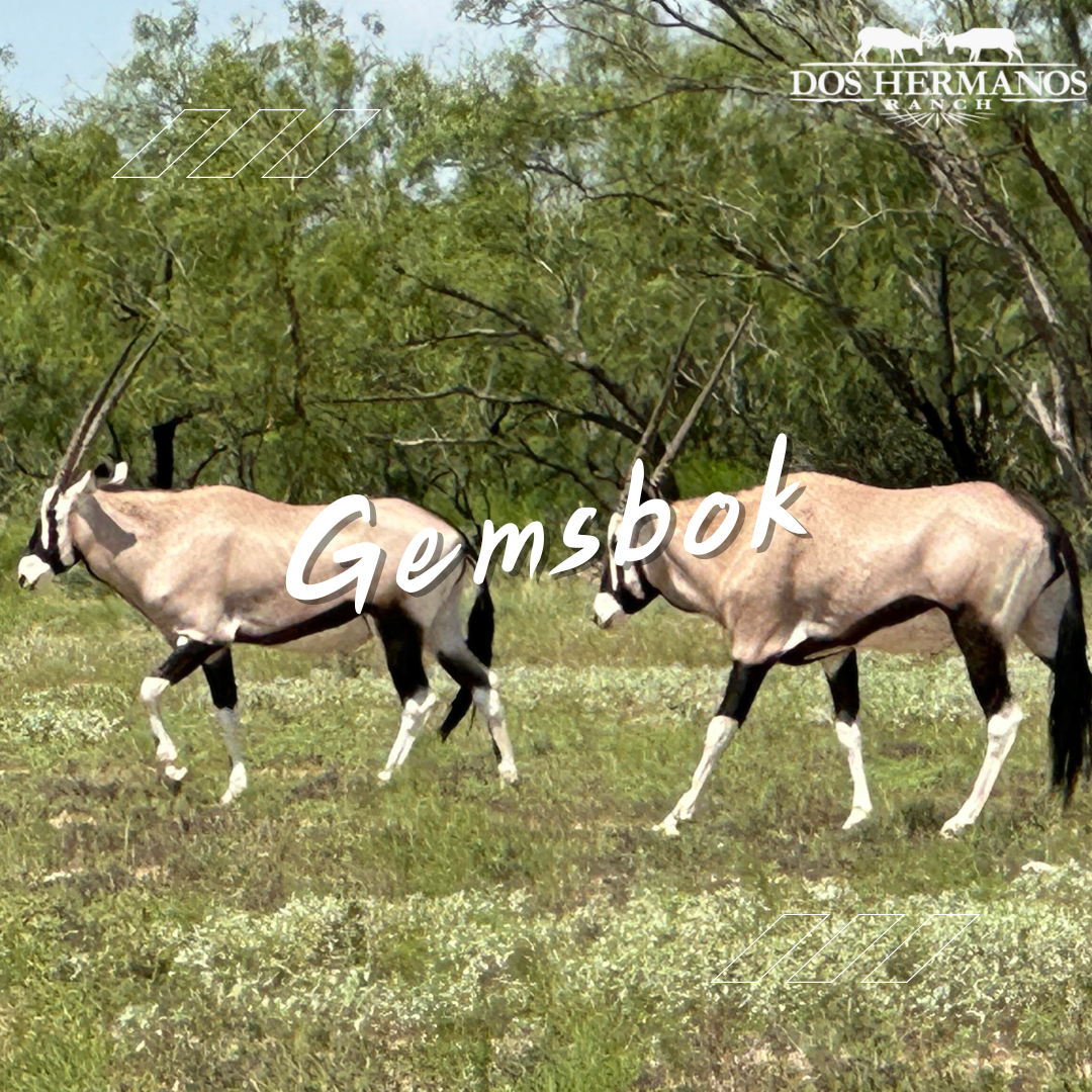 Genbok Texas Hunts