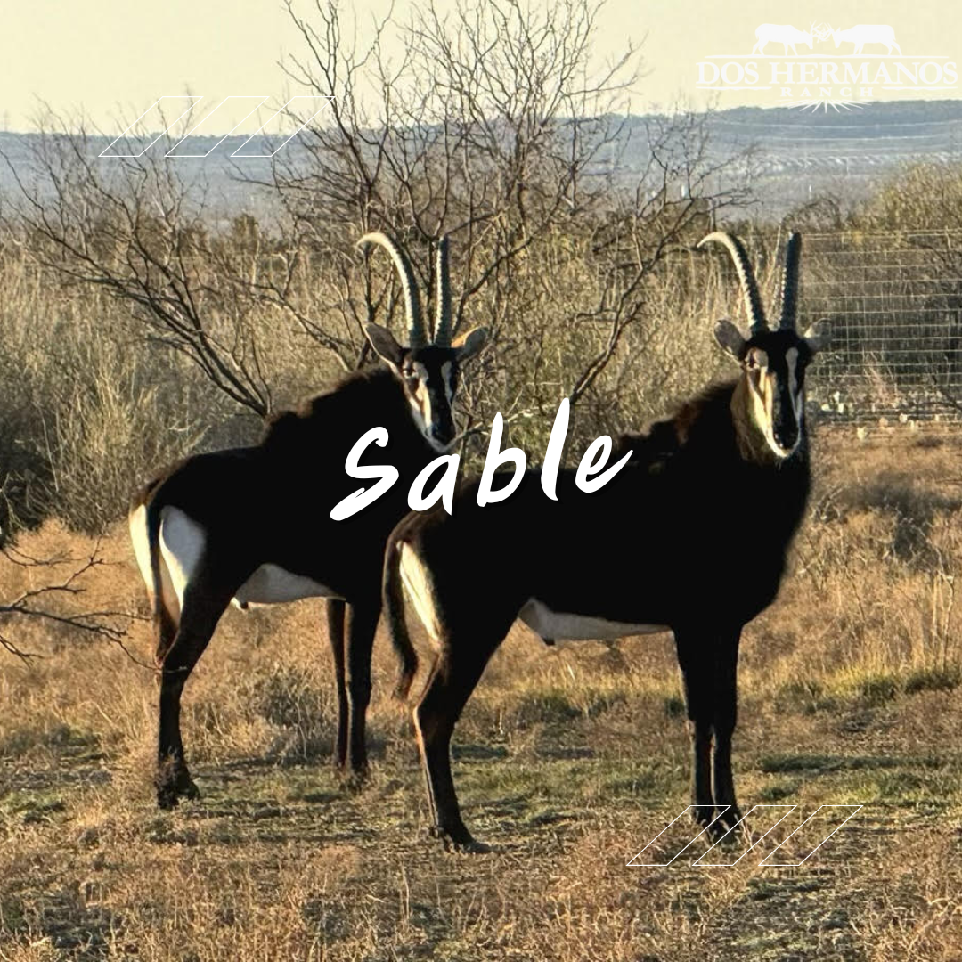 Texas Scimtar Oryx