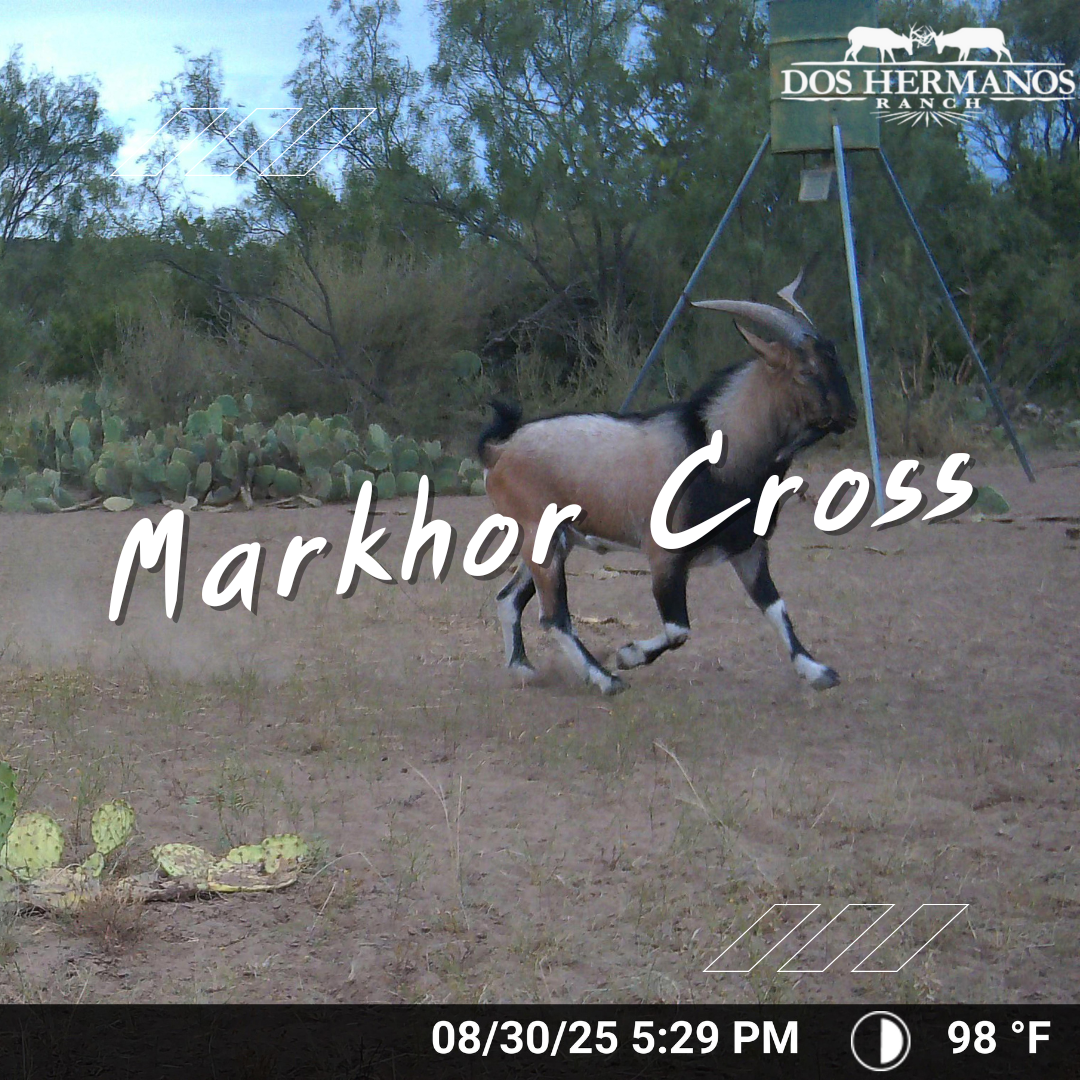 Markhor Cross Texas Hunts