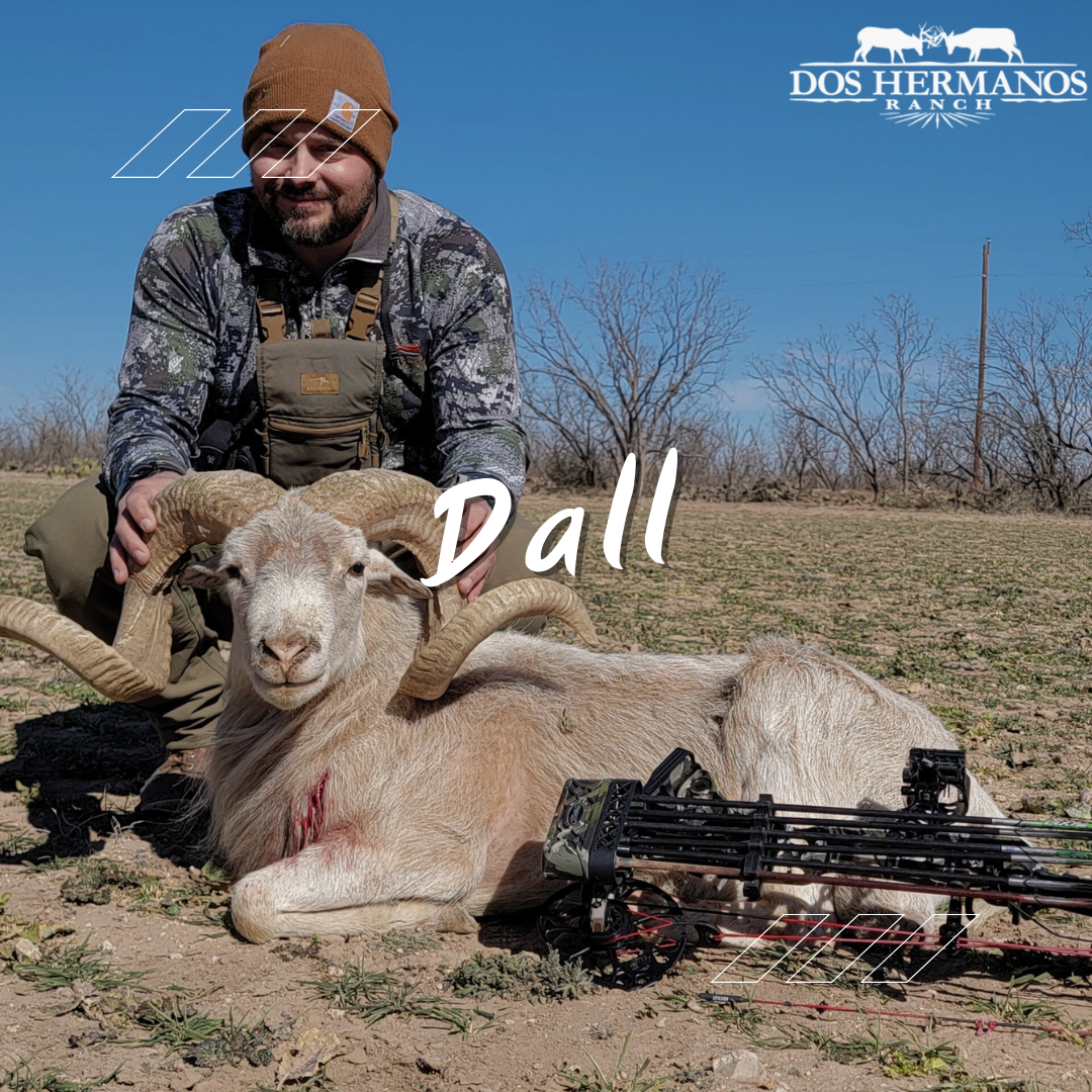 Texas Dall Ram