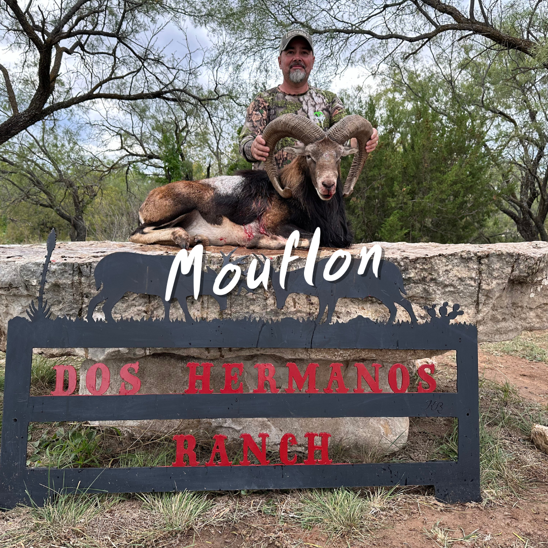 Texas Mouflon