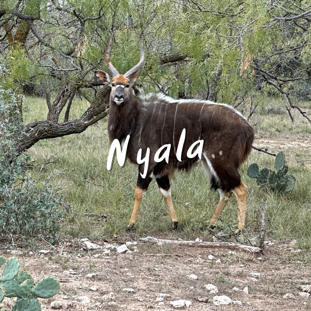 Nilgai Texas Hunts