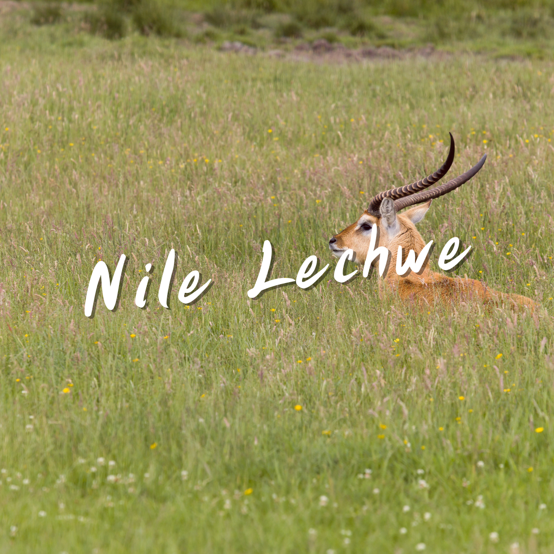 Markhor Cross Texas Hunts