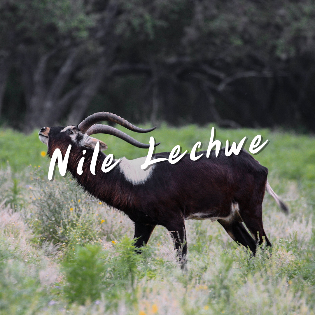 Nile Lechwe