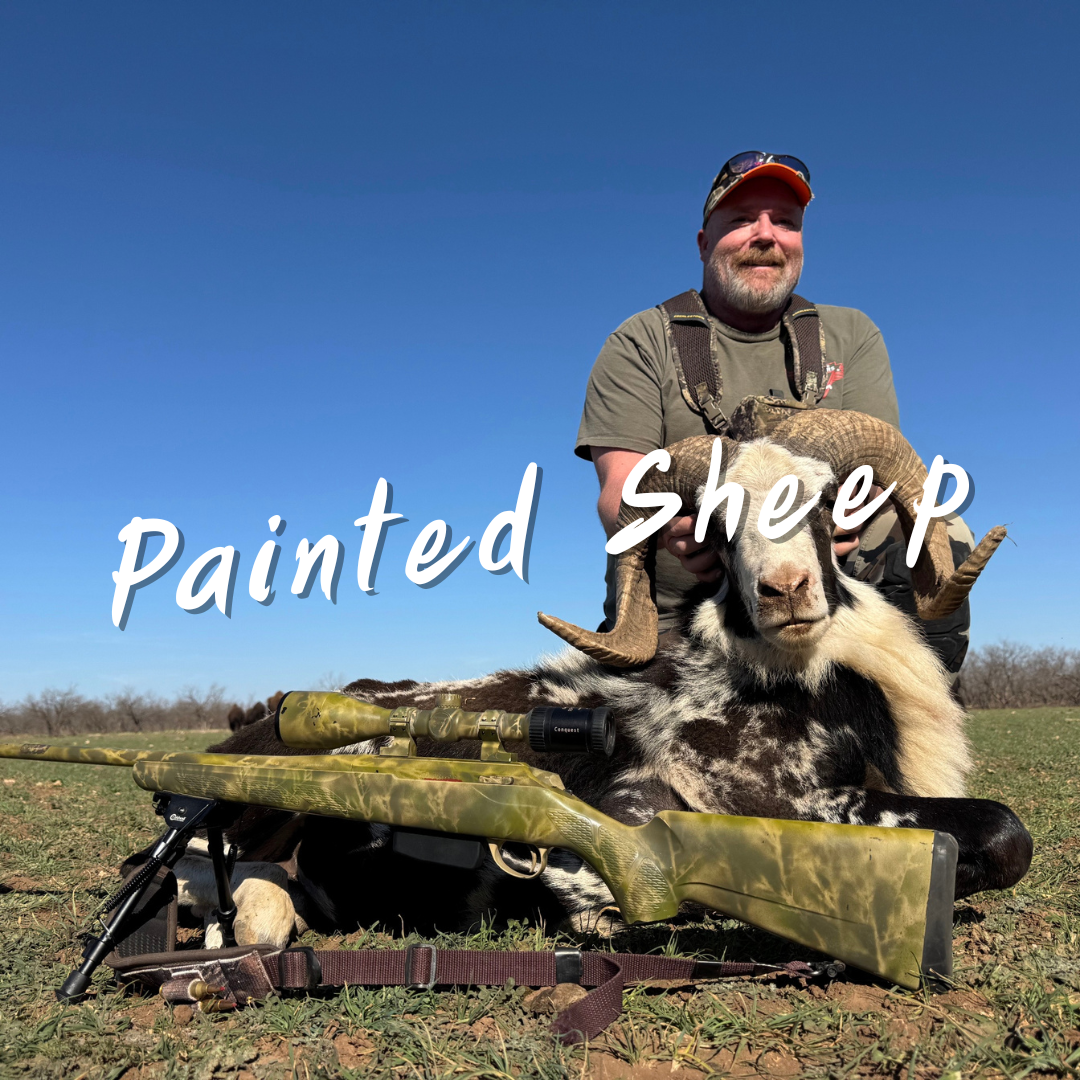 Texas Painted Sheep Hunts