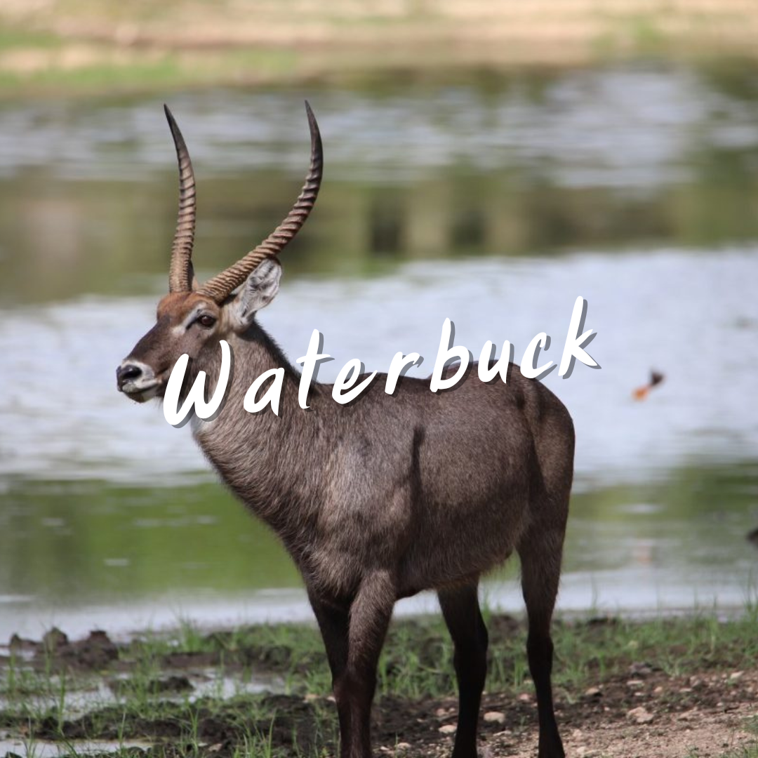 Texas waterbuck hunts