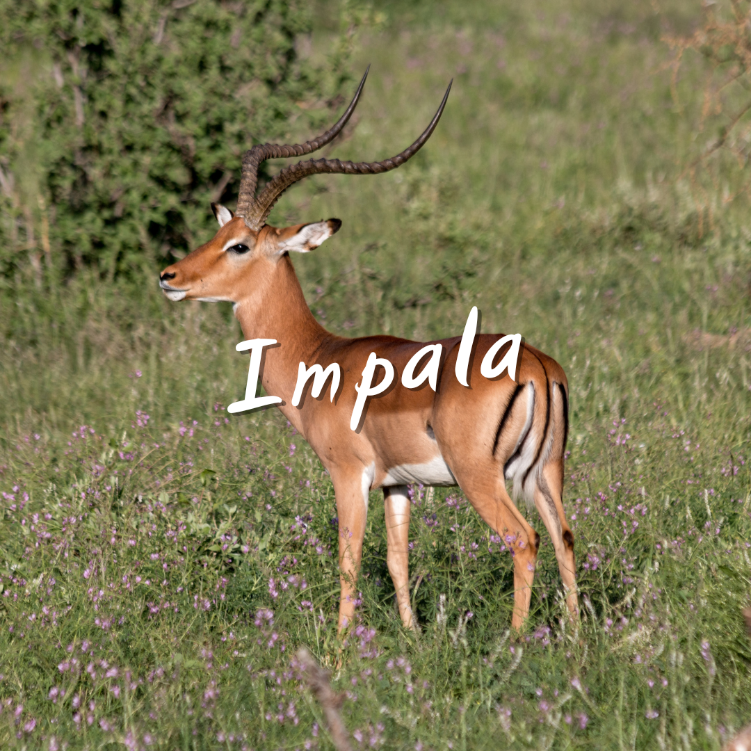 Genbok Texas Hunts