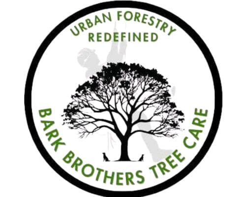 Tree Care and Maintenance in Innisfil