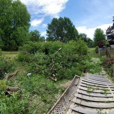 Greater Toronto Area Tree Care and Maintenance