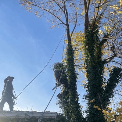 York Region Tree Care and Maintenance