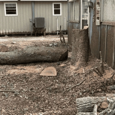  Tree Care and Maintenance