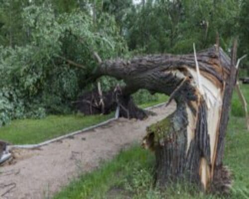  Tree Care and Maintenance