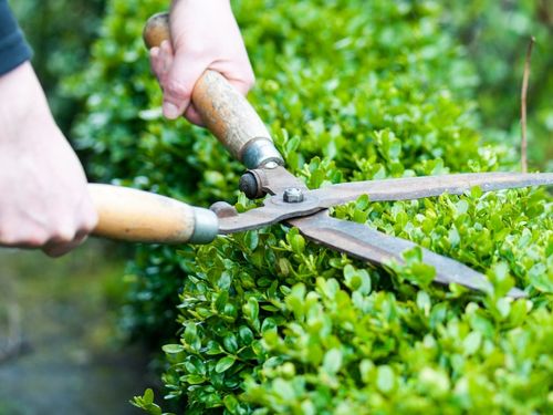 Aurora Hedge and Bush Trimming