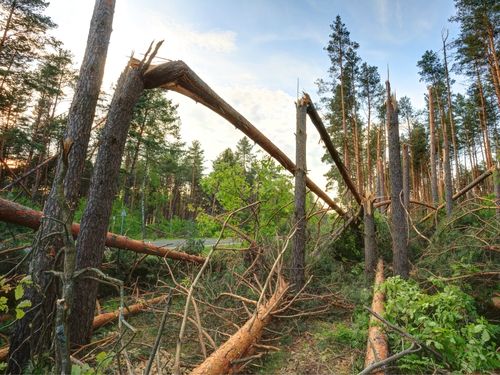 Tree Care and Maintenance