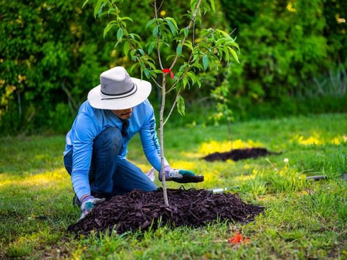 Vaughan Tree Planting