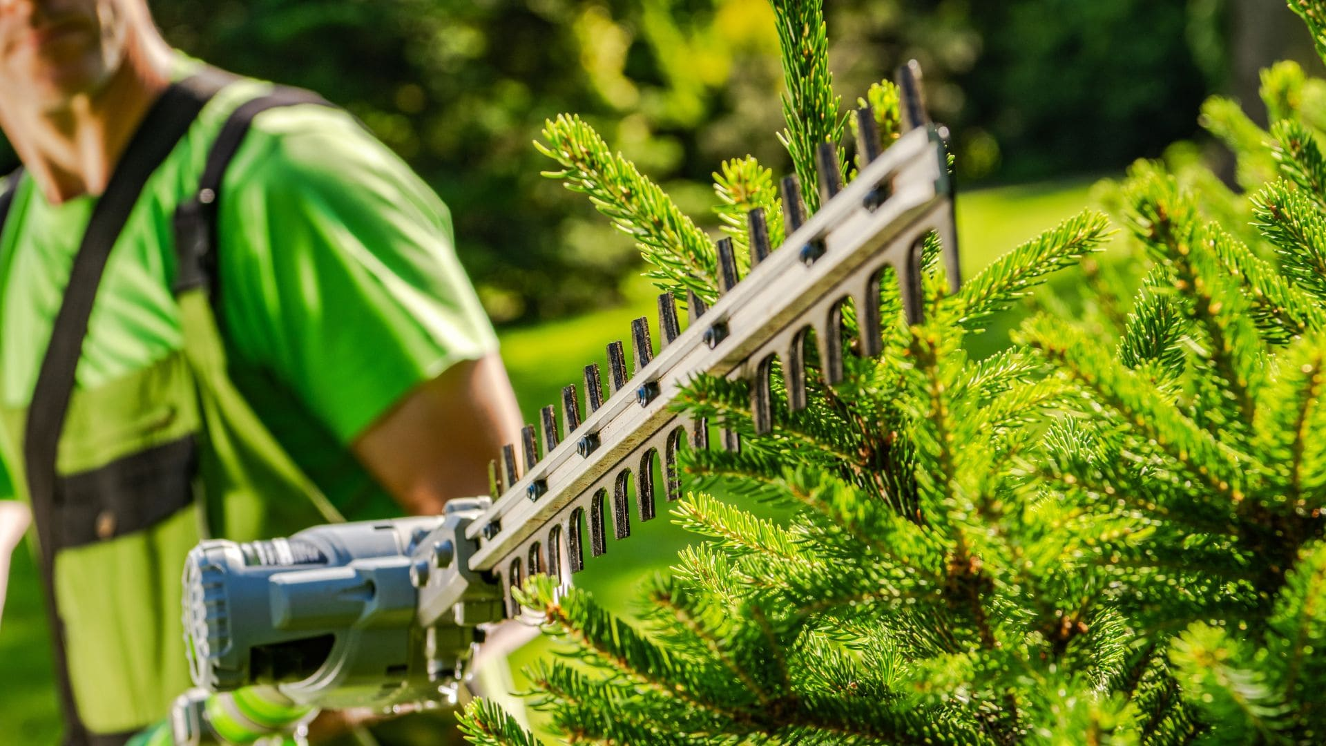 Aurora Tree Care and Maintenance