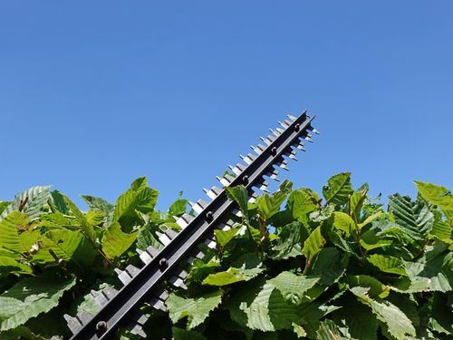  Tree Care and Maintenance