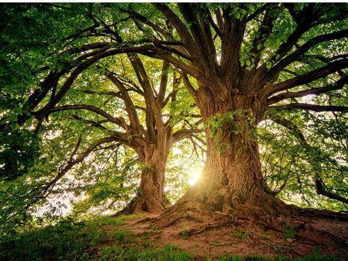 Markham Tree Care and Maintenance