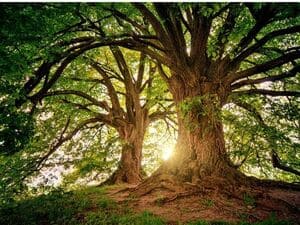 Tree Care and Maintenance Innisfil