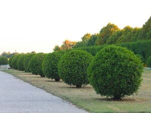 Hedge and Bush Trimming Innisfil