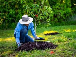 Tree Care and Maintenance Innisfil