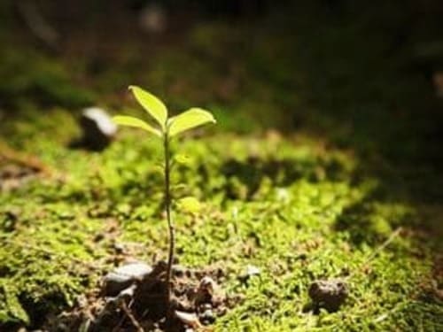 Tree Care and Maintenance