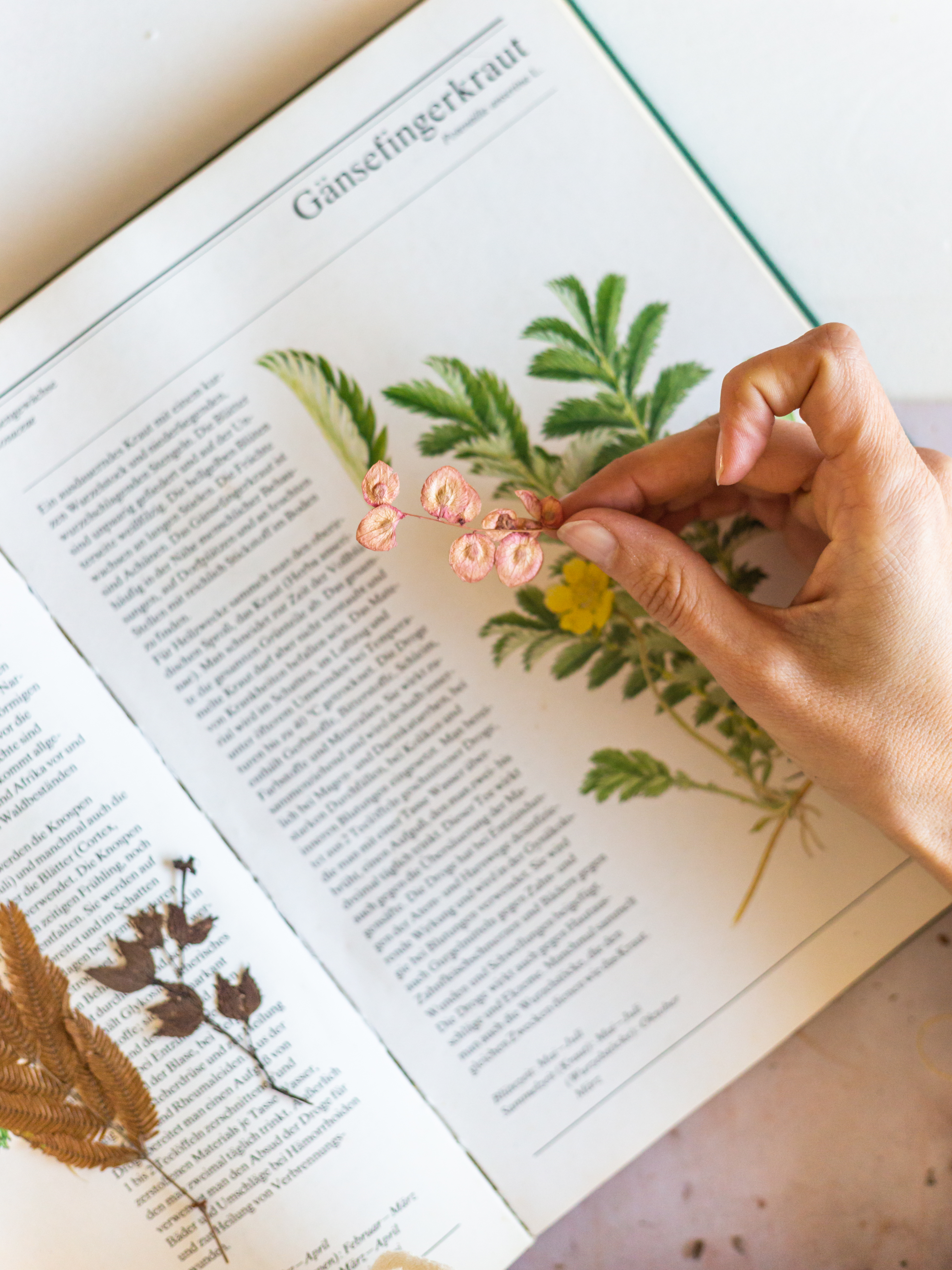 Plantas y materias primas botánicas para cosmética natural — Kalimiel