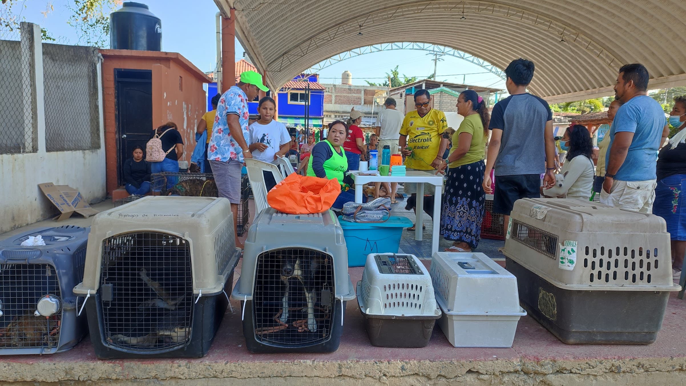 Spay & Rescue Mexico