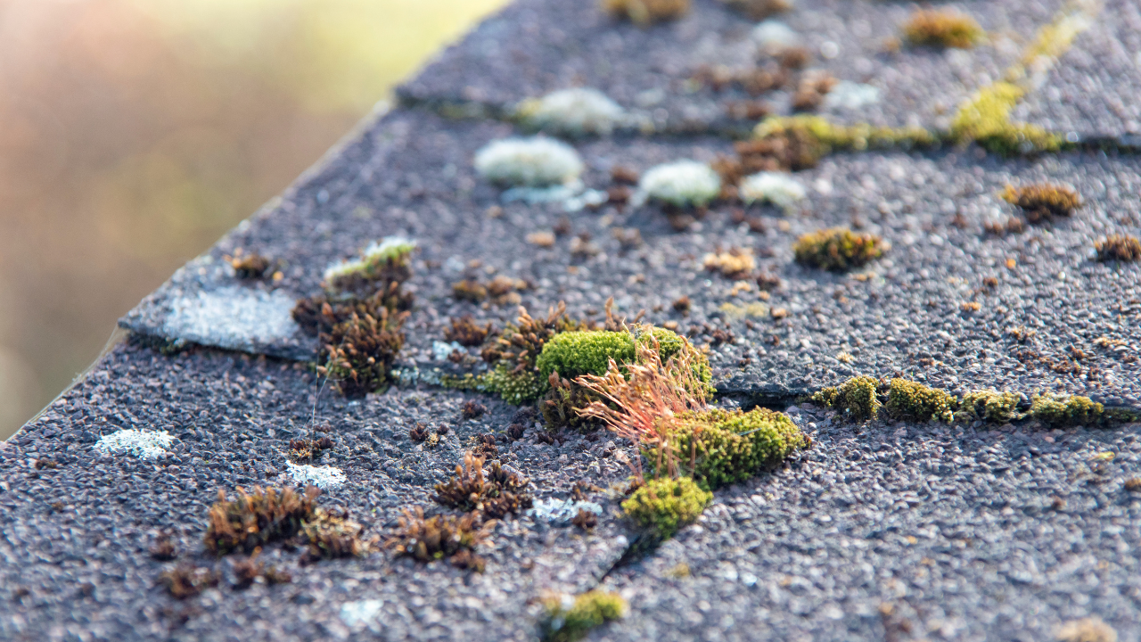 Little Rock Washington Roof Cleaning Little Rock Washington Roof Cleaning