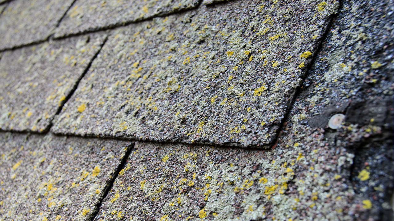 Yelm moss treatment and removal services