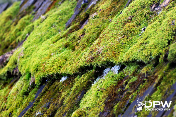 roof cleaning Delphi Washington moss removal roof cleaning Delphi Washington moss removal