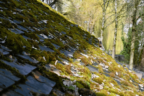 pressure washing moss removal treatment