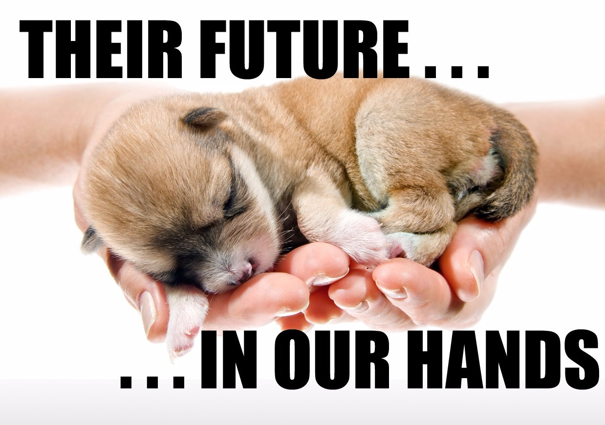 CHANCEPIXIES ANIMAL WELFARE logo