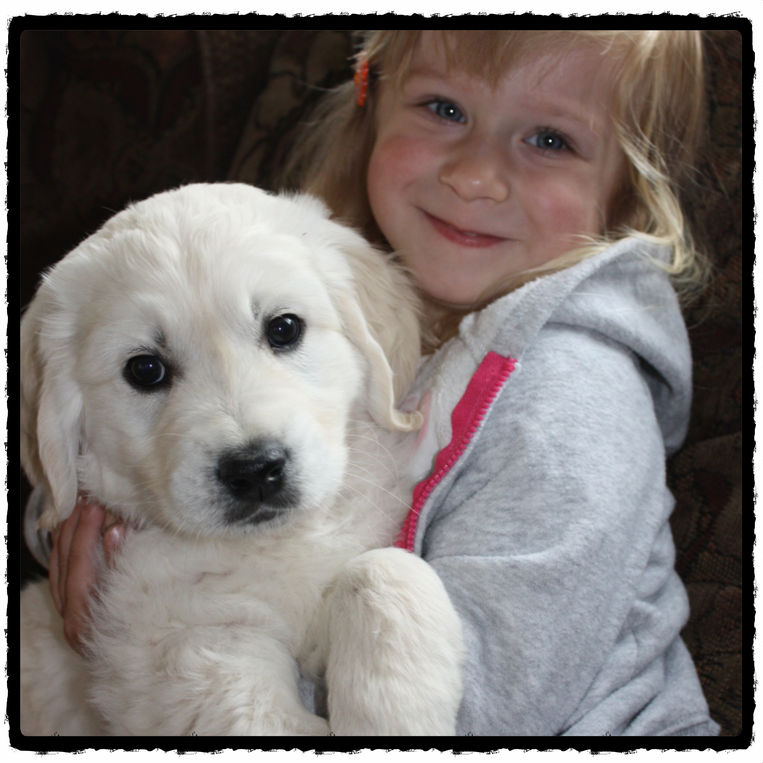 Golden Puppies third