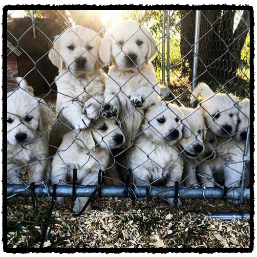 Golden Puppies second