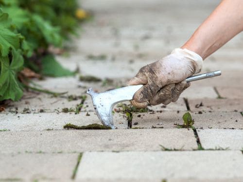 Bush Trimming in San Diego